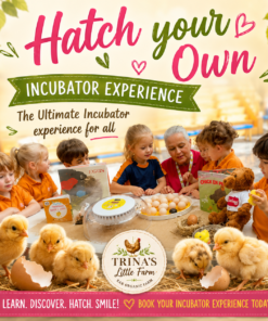 Incubator Expieriance