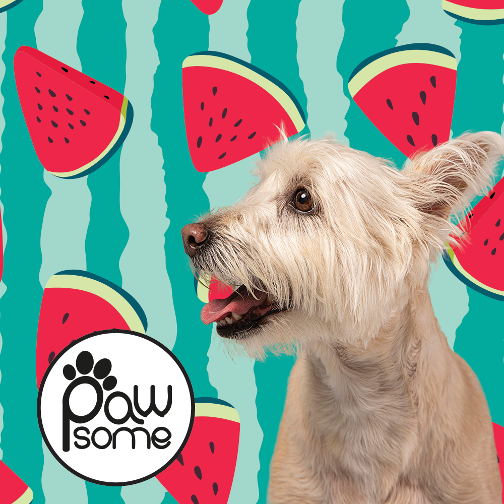 Pawsome - Pali Pet - Not Just a Watermelon" Dog Collar - Image 4