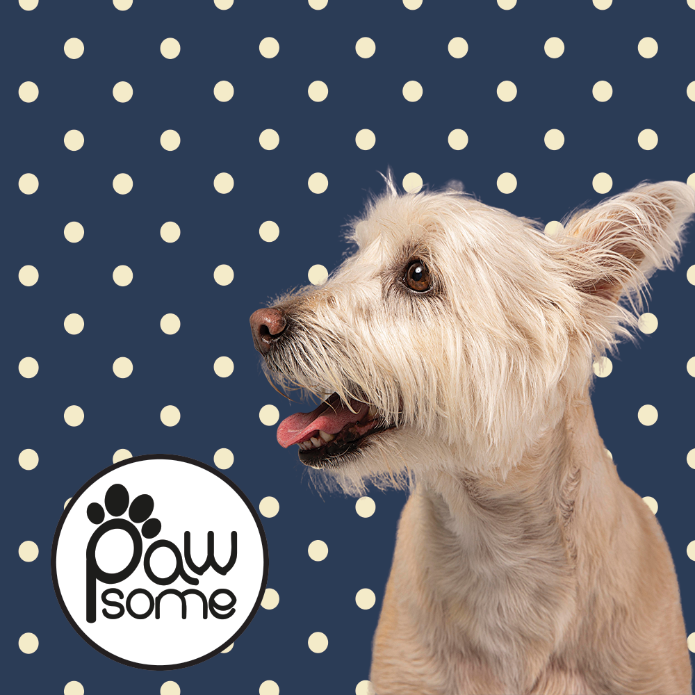 Kate Polka Dog Collar - Image 3