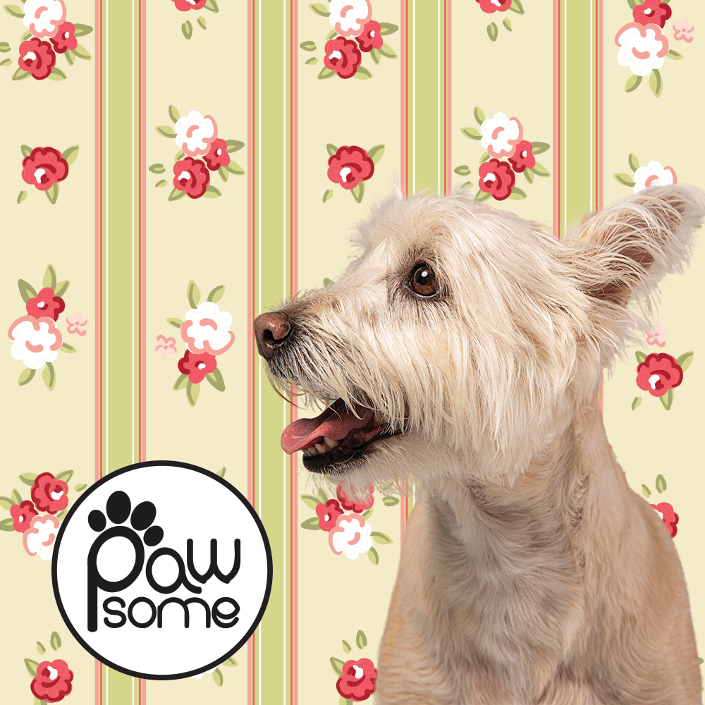 Laura and Ashley Dog Collar - Image 3